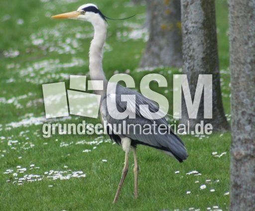 Graureiher-A 247.jpg